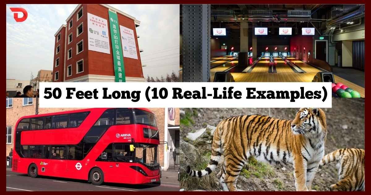 50 Feet Long