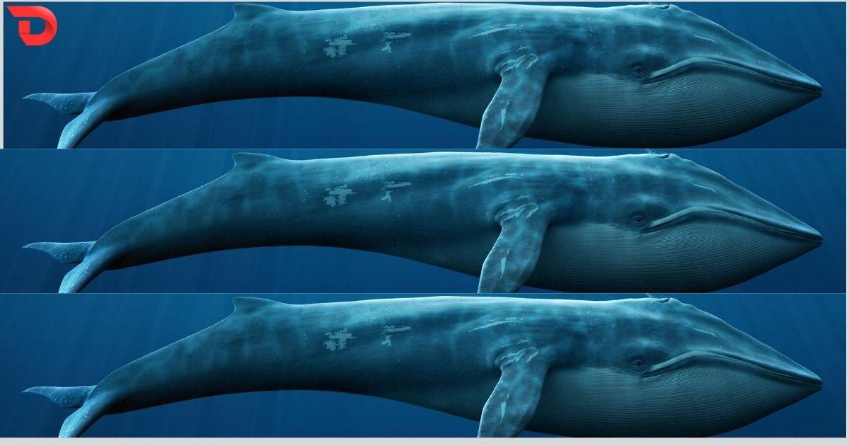 Three Blue Whales