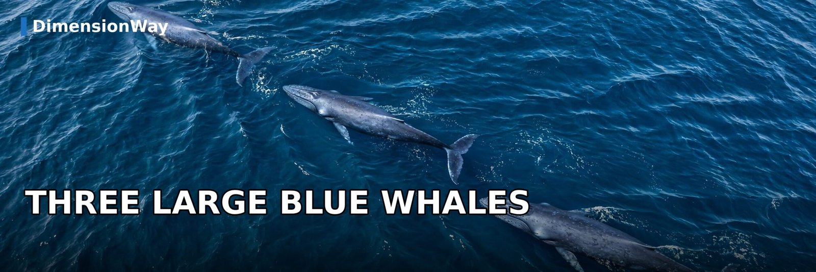 Three large blue whales, each about 100 feet long, lined up end to end.