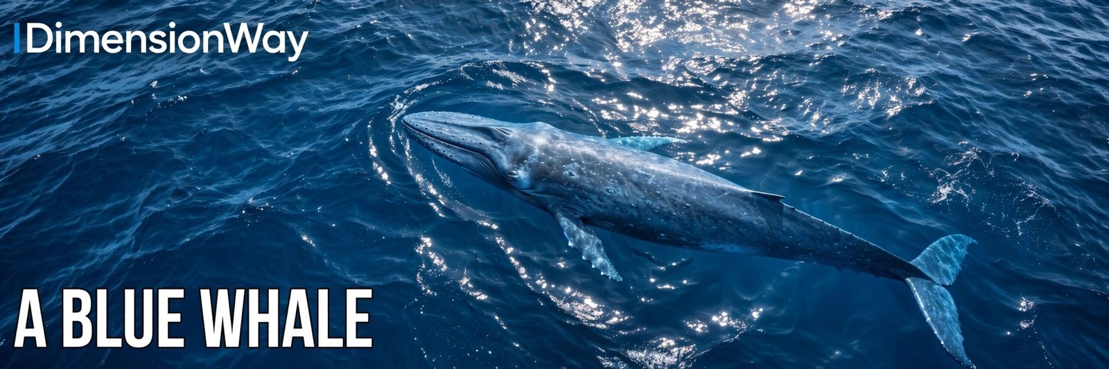 A blue whale swimming in the ocean