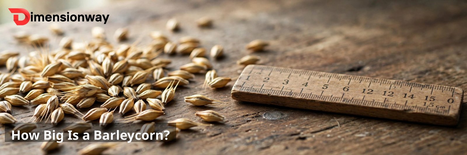 Barley grains beside a ruler showing the barleycorn unit.