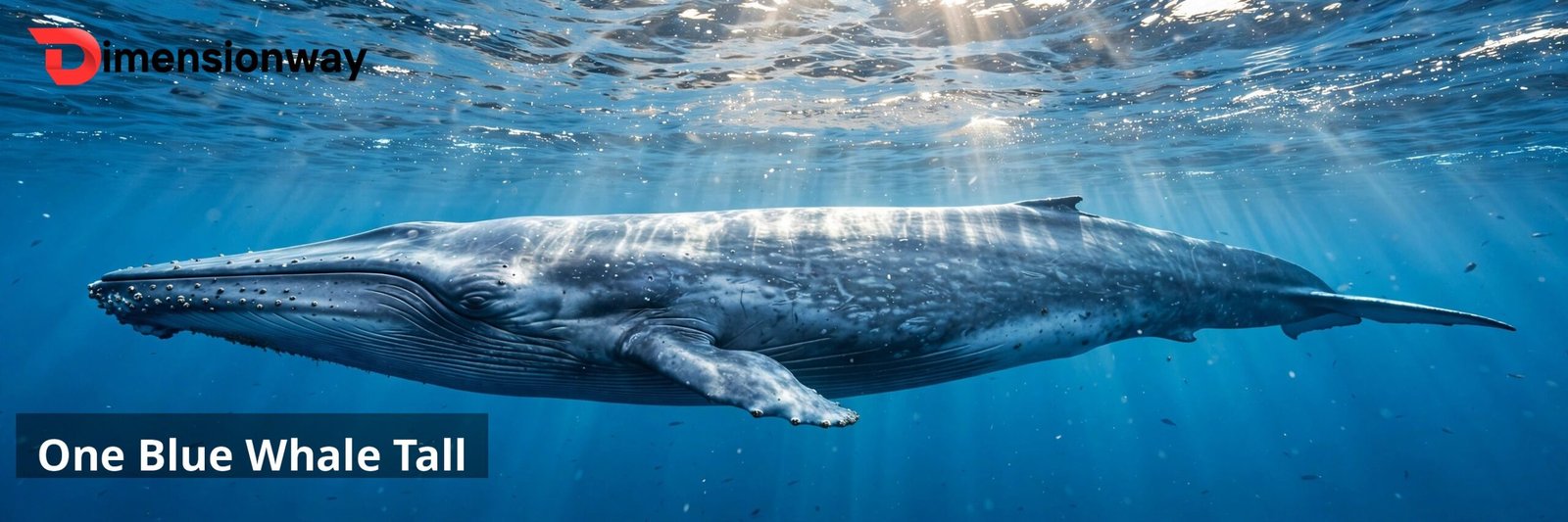 A blue whale swimming just below the surface of the ocean.