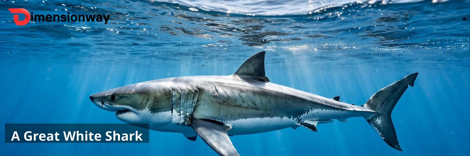 A great white shark swimming just below the ocean surface seen from the side.