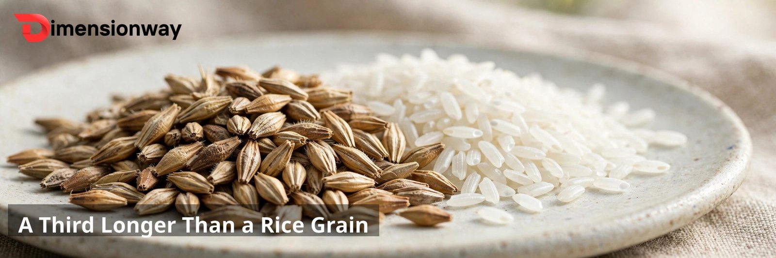 Barleycorn beside grains of rice.