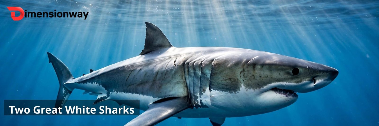 A great white shark swimming just below the ocean surface seen from the side.