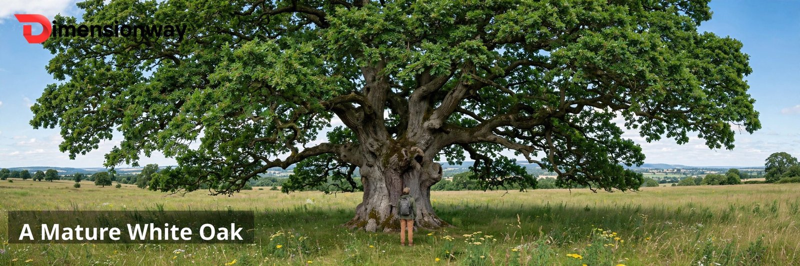 A huge mature white oak tree with a wide green canopy.