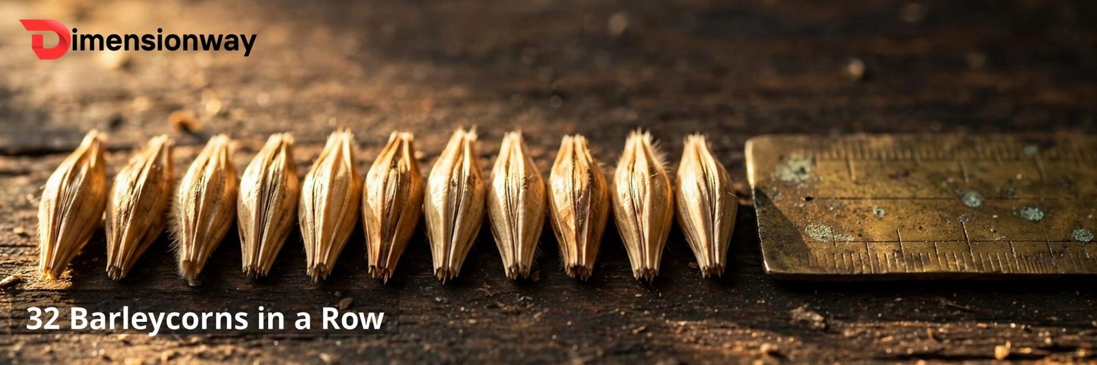 Golden barley grains lined up in a row next to a brass ruler.