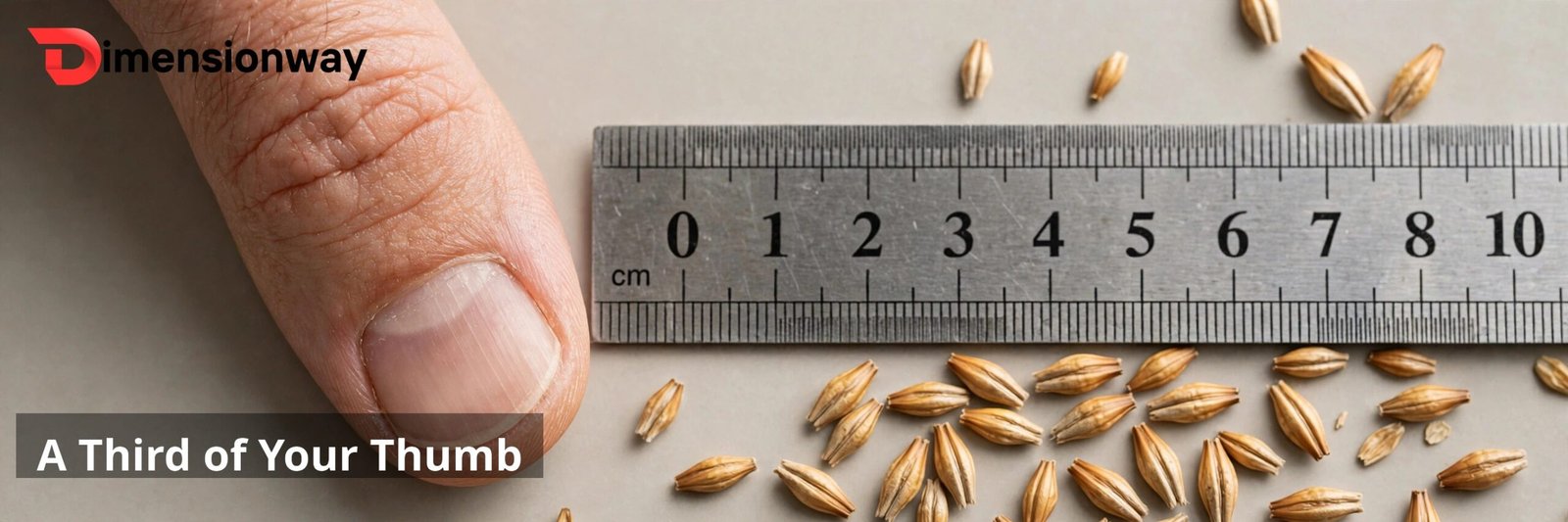 Three barleycorns matching a thumb's width.